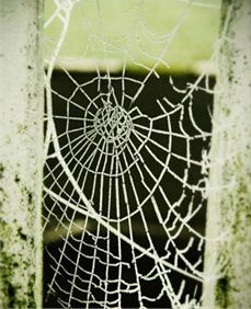 A Spider's Web