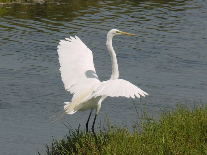 Egret014