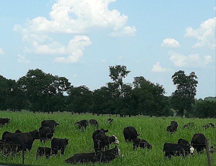 IMG_20190726_155823_304