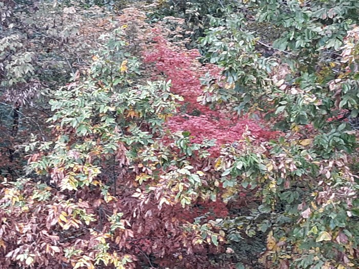 IMG_20191016_133333_673